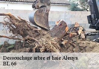 Dessouchage arbre et haie  alenya-66200 BL 66 