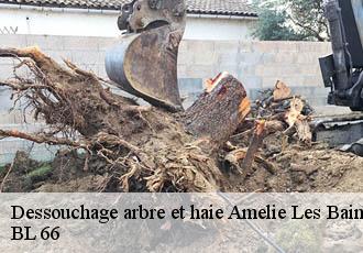 Dessouchage arbre et haie  amelie-les-bains-palalda-66110 BL 66 