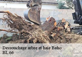 Dessouchage arbre et haie  baho-66540 BL 66 