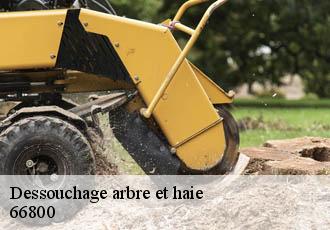 Dessouchage arbre et haie  66800