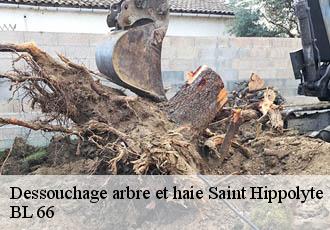 Dessouchage arbre et haie  saint-hippolyte-66510 BL 66 