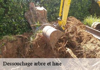 Dessouchage arbre et haie