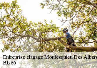 Entreprise élagage  montesquieu-des-alberes-66740 BL 66 