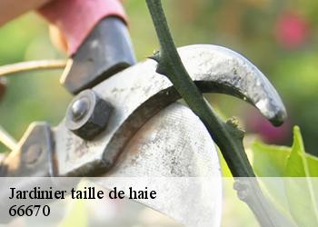 Jardinier taille de haie  66670