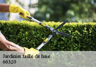 Jardinier taille de haie  66320