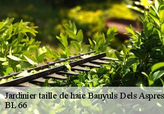 Jardinier taille de haie  banyuls-dels-aspres-66300 BL 66 